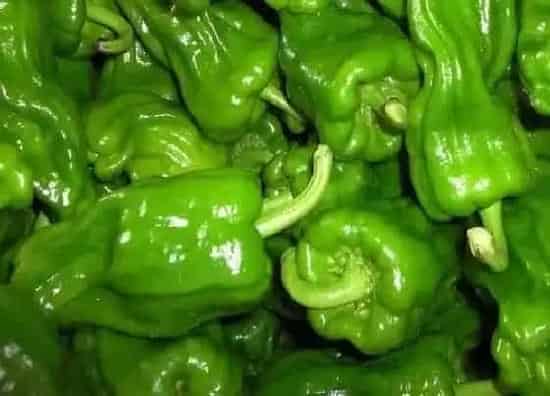 种植方法|菜椒种植时间和方法