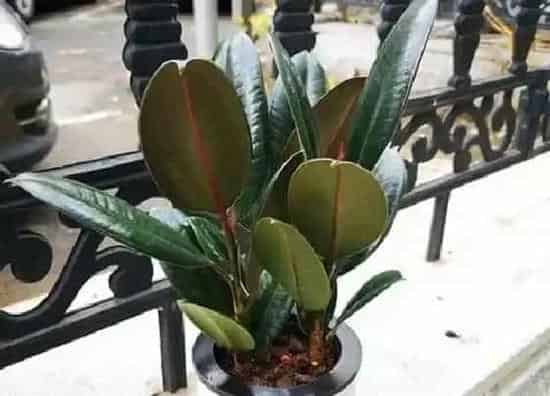 种植方法|橡皮树怎么种植 栽种时间和方法