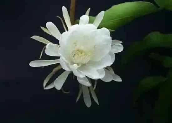 养殖科普|昙花开花后怎么处理