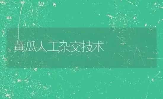 黄瓜人工杂交技术 | 蔬菜种植
