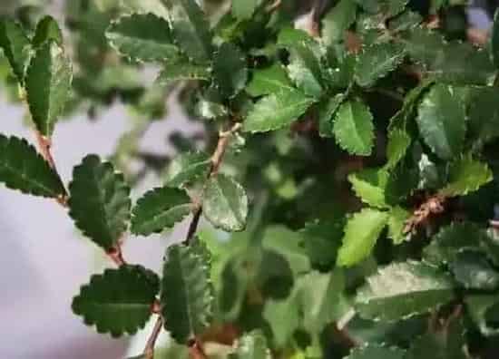 叶子|榆树的叶子像什么形状