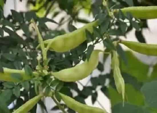 种植方法|白扁豆种植时间和方法