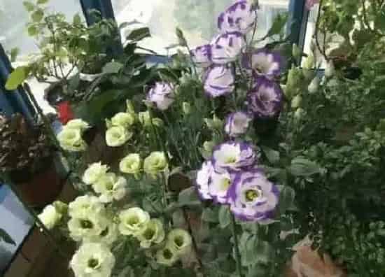 植物百科|桔梗生长在什么地方