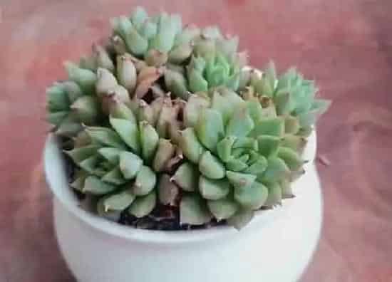植物浇水|如何给花浇水才正确（长期不浇花不让花枯死的秘诀）
