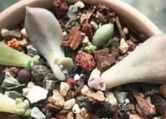 植物扦插|紫乐叶插多久发芽