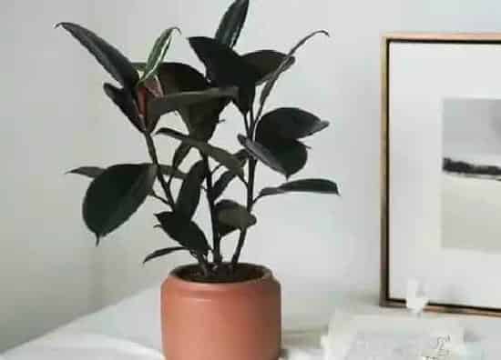 种植方法|橡皮树怎么种植 栽种时间和方法