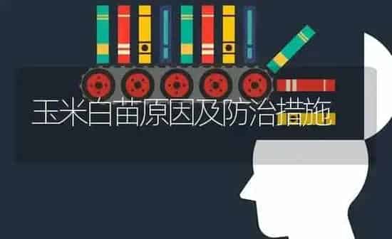 玉米白苗原因及防治措施 | 粮油作物种植