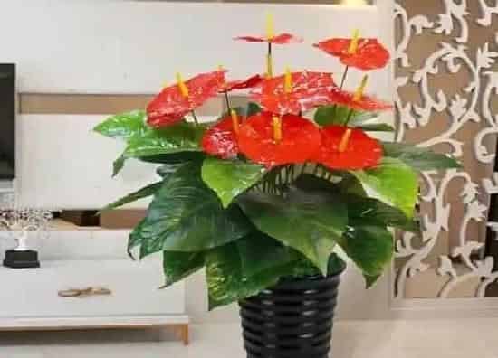 植物换土|红掌怎么换土换盆