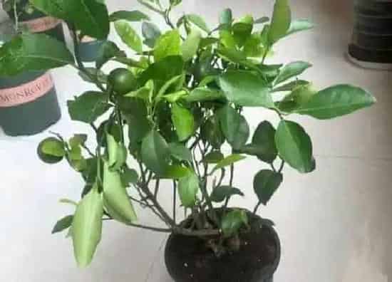 植物施肥|桔子树用什么肥料最好