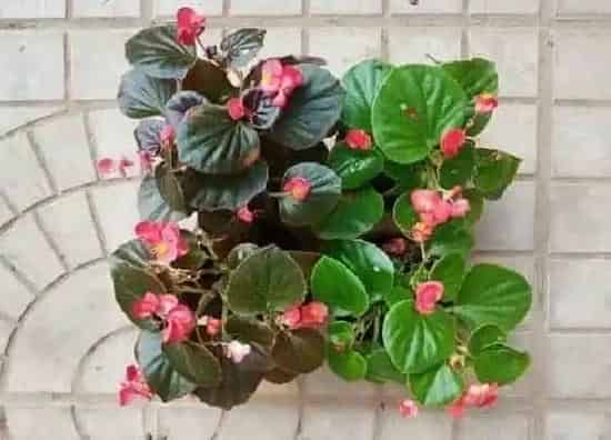 植物种类|玻璃翠是多肉植物吗