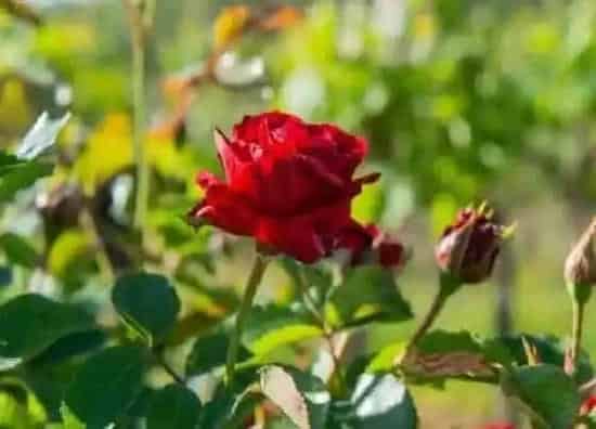 植物寓意|表示尊敬师长的花 花语是尊敬师长的花
