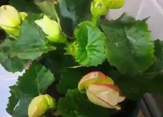 卷叶|丽格海棠叶子卷边原因及处理方法