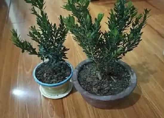 植物移栽|黄杨换盆最佳时间 换盆后的养护与管理要点