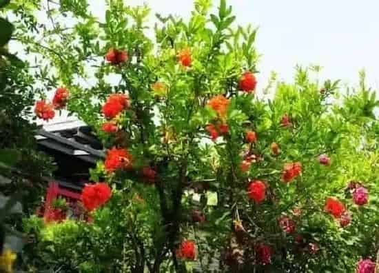 绿植|私家花园适合种什么植物 适合花园种植的花草
