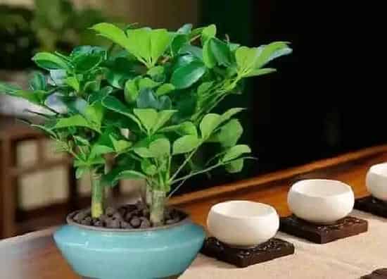 植物百科|鸭掌木又叫什么树