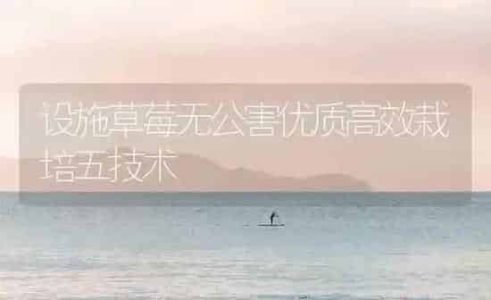 设施草莓无公害优质高效栽培五技术 | 瓜果种植