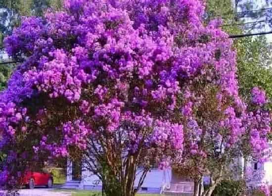 绿植|私家花园适合种什么植物 适合花园种植的花草