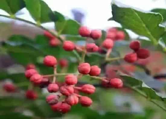 植物种类|花椒是木本植物吗