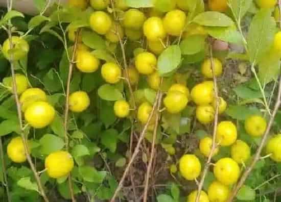 果实科普|钙果几年开花结果