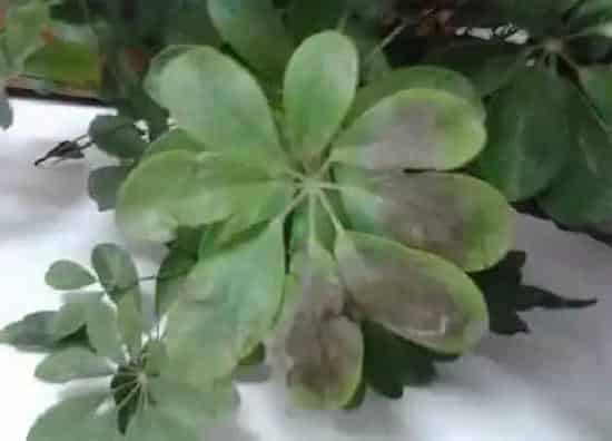 植物百科|鸭掌木又叫什么树