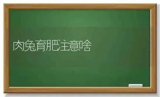 如何防治大棚茄子葱蓟马？ | 蔬菜种植