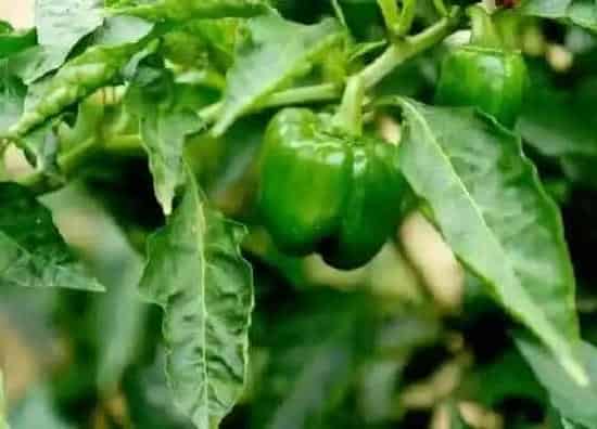 种植方法|菜椒种植时间和方法