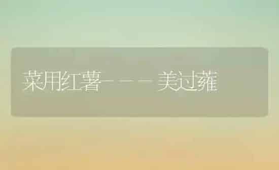 菜用红薯---美过蕹 | 蔬菜种植
