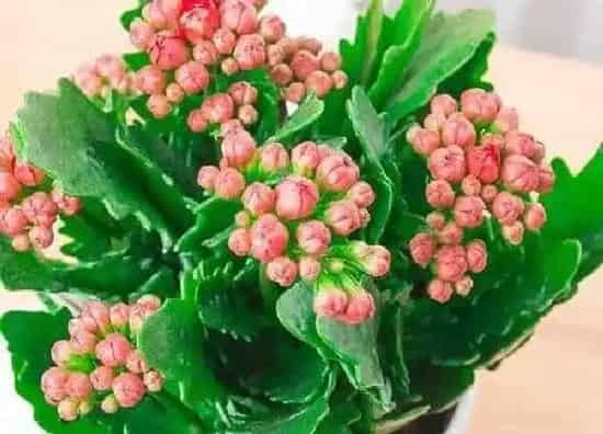 养殖方法|万寿花怎么养才能开花多