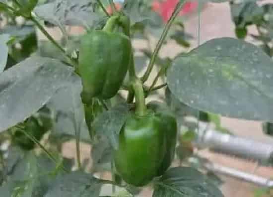 种植方法|菜椒种植时间和方法