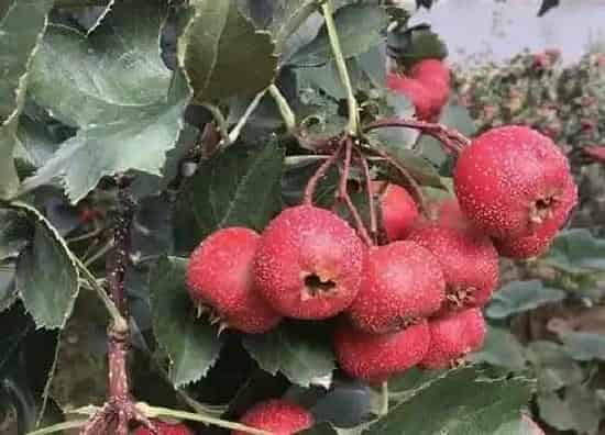 植物修剪|山楂树怎么剪枝 剪枝方法及图解