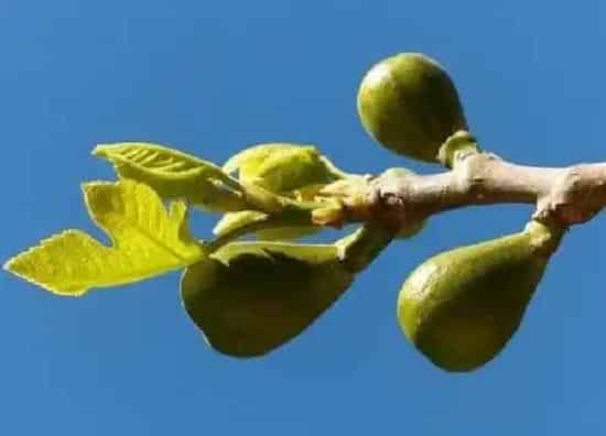 养殖方法|无花果怎么养才长得好