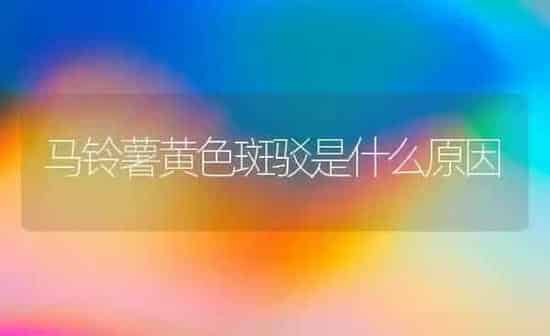 马铃薯黄色斑驳是什么原因 | 粮油作物种植