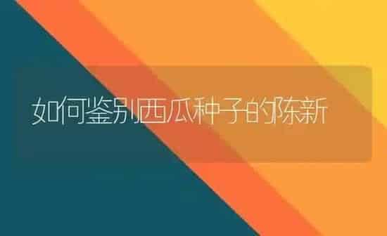 如何鉴别西瓜种子的陈新 | 瓜果种植