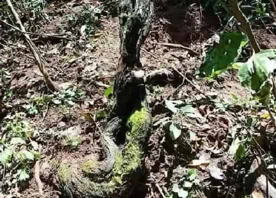 掉叶子|木香花冬天落叶吗