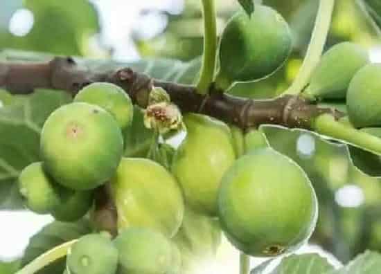 养殖方法|无花果怎么养才长得好