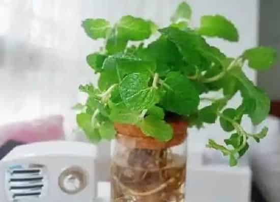 养殖科普|家里为什么不能种薄荷 种在家里有讲究吗