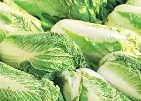 果实成熟|白菜什么季节成熟 成熟季节是几月份