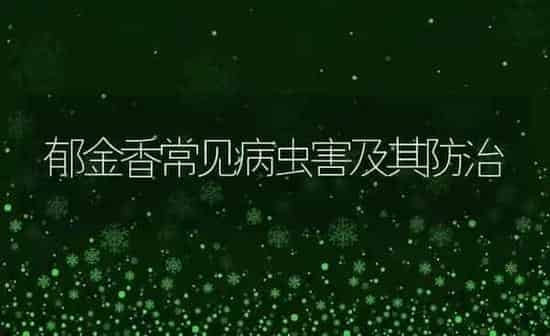 郁金香常见病虫害及其防治 | 种植病虫害防治