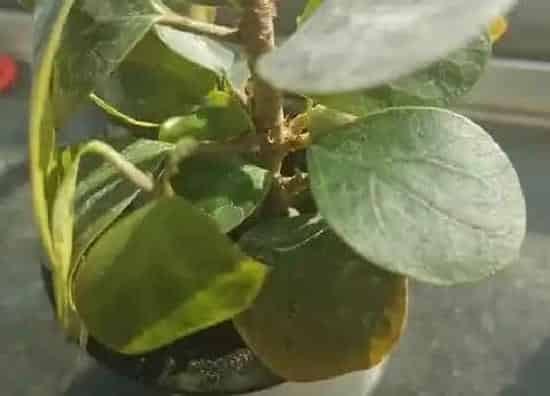 种植管理|菩提树的生长周期是多长时间