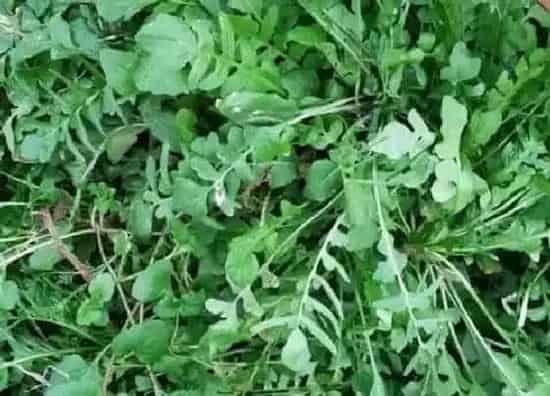果实保存|马齿苋的储存方法