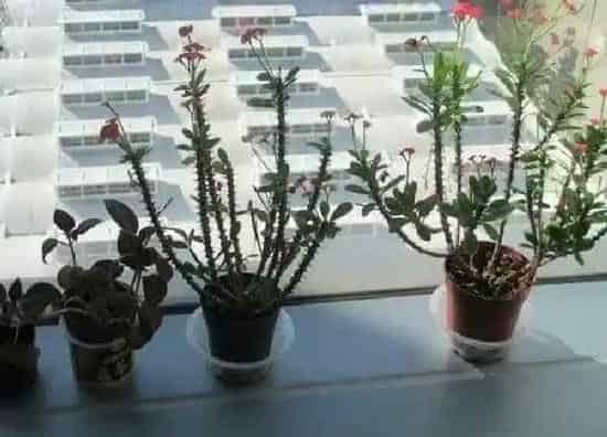 植物扦插|海棠插枝能活吗