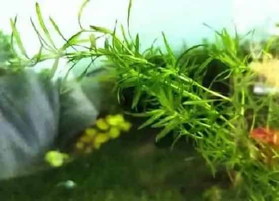 植物种类|蜈蚣草是草本植物吗