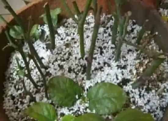 植物扦插|海棠插枝能活吗