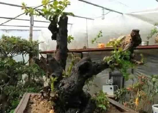 掉叶子|木香花冬天落叶吗