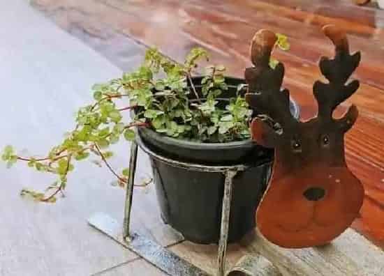 植物浇水|冷水花多久浇一次水