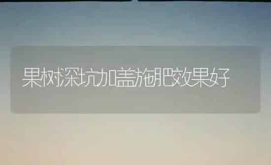 果树深坑加盖施肥效果好 | 瓜果种植