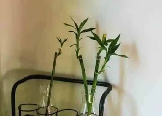 植物百科|富贵竹什么人不能养