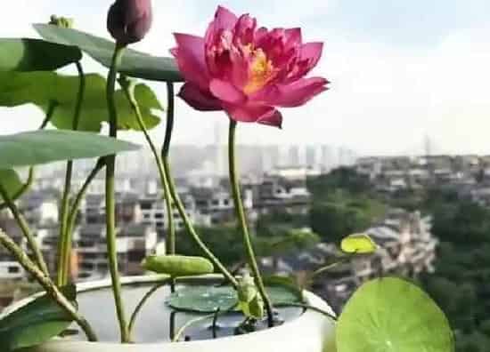 养殖方法|碗莲的养殖方法和注意事项有哪些