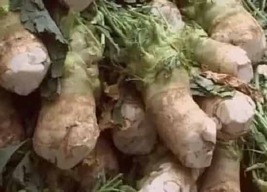 植物百科|头菜又叫什么名字