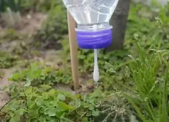 植物浇水|如何给花浇水才正确（长期不浇花不让花枯死的秘诀）